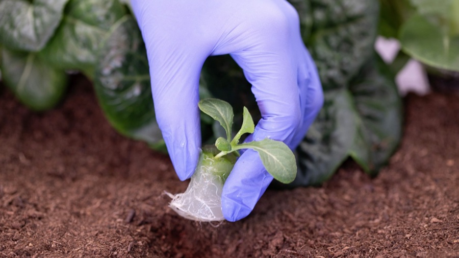 SWFTLabs Plant Growth Stages