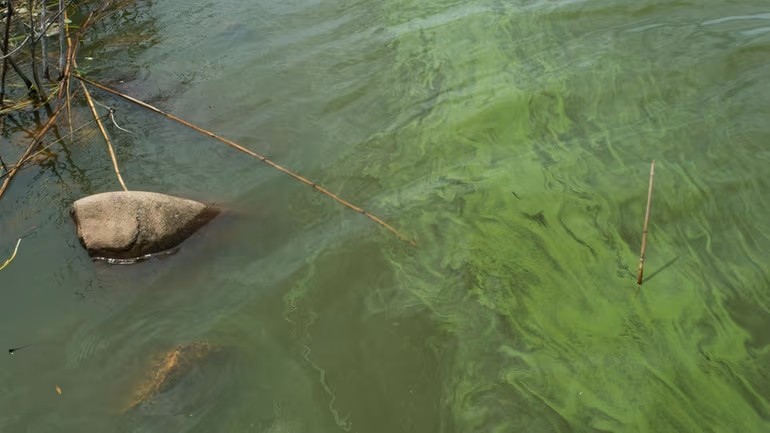 Algae in Agawam Lake in Southampton, New York